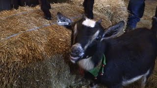 “Goat Snuggling” At The Farm Show [upl. by Reese55]