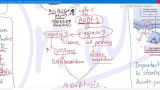 Cell injury 6 apoptosis necroptosis and autophagy [upl. by Douville271]