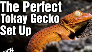 How To Make The PERFECT Tokay Gecko Enclosure In 5 Easy Steps [upl. by Elehcim161]