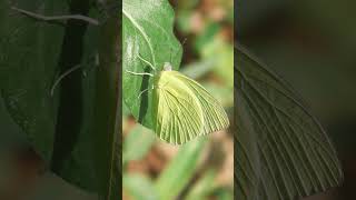 Common Emigrant Lemon Migrant Lemon Emigrant Catopsilia pomona [upl. by Siuqram]