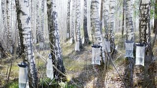 Birch sap harvest with Libertu Birch  Maple kit [upl. by Lehteb287]