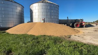 120000lbs of Beans on The Ground Mistakes Were Made [upl. by Betteanne576]