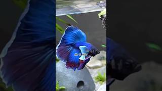 Blue🤩💙கலர்மீன் courier sale fighter fish blue shortstamil vinvinbirds [upl. by Hametaf]