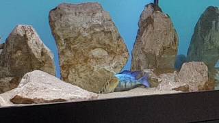 Fossorochromis rostratus spawning [upl. by Henn132]