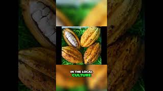 American Ambassador Describes Cacao Beans as Currency [upl. by Finnie957]