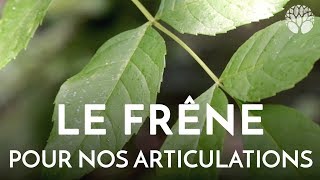 Le frêne pour nos articulations [upl. by Anniken]