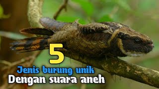 5 jenis burung aneh dengan suara menyeramkan [upl. by Monetta]