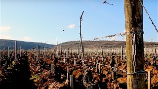 Clos de Vougeot  Domaine Henri REBOURSEAU [upl. by Jone]