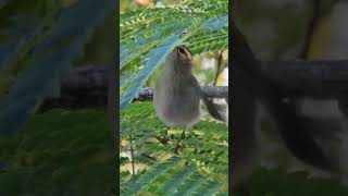 Nature Walk GoldenCrowned Kinglet Behavior [upl. by Nylyoj]