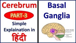 Basal Ganglia Cerebrum Part 3 Structure and Functions  Hindi Bhushan Science [upl. by Pronty]