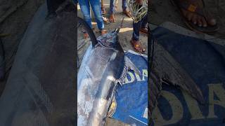 Biggest Swordfish hunting  Village fishing short fyp 4k fish fishing [upl. by Werra]