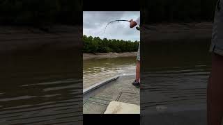 Huge gar take fishing fish gar garfishing catchandrelease freshwaterfish [upl. by Acimaj]