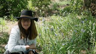 Spiderwort edible wildflower [upl. by Olaf]