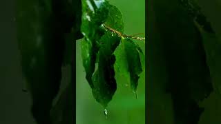 rain sleepsounds darkscreenrain asmrrain nature rainandthunderblackscreen sleepmusic [upl. by Buehrer556]