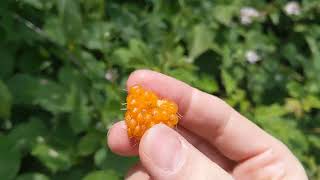 Tasting a salmonberry [upl. by Lebezej]