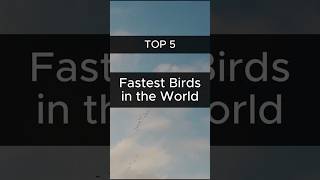 Top 5 Fastest Birds in the World shorts [upl. by Adnicaj]