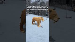 lion vs saber tooth tiger shortvideo wildanimals ytshorts shortsfeed [upl. by Benedick]