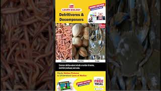 Detritivores amp Decomposers  Learn Biology with Home Revise [upl. by Oirevlis767]