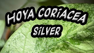 Hoya Coriacea silver [upl. by Estel]