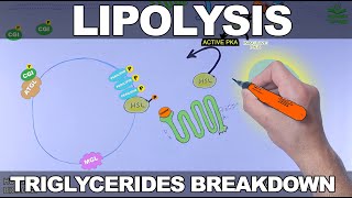 Lipolysis Pathway  Triglycerides Breakdown [upl. by Ecirpak932]