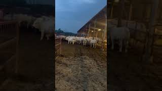 Export livestock 998917703399 cow livestock farming agro agrolife [upl. by Eslud]