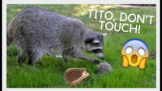 Raccoon Meets Hedgehog CUTE [upl. by Manard]