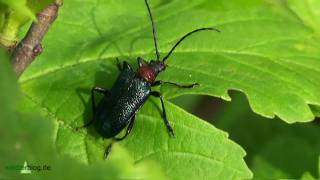 Nlp Bayer Wald BlaubockKäfer im SommerOutfit  Carilia Gaurotes virginia [upl. by Eskil]