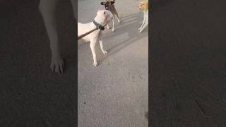 Fight 😯😱dogo argentino dog trending dogoargentinoworld pitbull vlog shorts viralvideo [upl. by Muhcan]