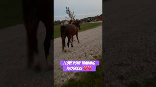 Stubborn pony training techniques for beginners horse pony equestrian horsegirl diy equine [upl. by Akinod]