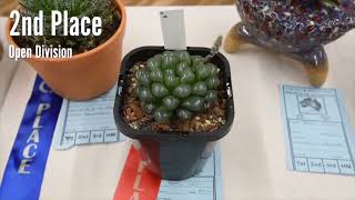 Haworthia Types amp Care instructions How To Grow And Care For Haworthia Plants [upl. by Harland]