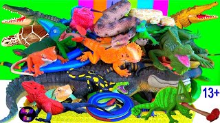 45 Amazing Reptiles  Snakes Lizards Turtles Crocodilians Chameleons 13 [upl. by Karb509]