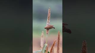 Scalybreasted Munia Eating Flower in Purbasthali  Beautiful Bird Behavior shorts youtubeshorts [upl. by Templa]