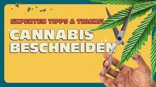 Cannabis beschneiden Toppen und Stutzen ✂️ Anleitung für Anfänger [upl. by Myrta]