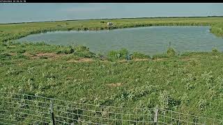 Attwater Prairie Chicken NWR Live Stream [upl. by Gayelord]