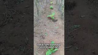 Lakatan Banana Field Planting farming bananancultivation lakatan banana gardening [upl. by Lazaruk]