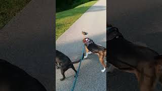 Treeing Walker Coonhound and Whippet mix The Turtle Crossing [upl. by Lynsey]