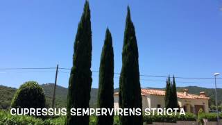 Cupressus sempervirens stricta Garden Center online Costa Brava  Girona [upl. by Ymerrej750]