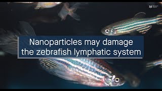 Metal nanoparticles may damage the lymphatic system in zebrafish embryos [upl. by Lewak]