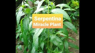 Serpentina Health Benefits [upl. by Attenwad]