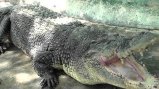 Up close with Pangil the Crocodile [upl. by Buffo]