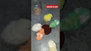 Day Old Chick❤️✨ chicks newpets shortsvideo newshortfilm tiktok viral birds qasimpindiaala [upl. by Nodnol]