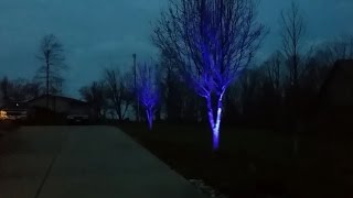 Uplighting Trees for Christmas [upl. by Gosser]