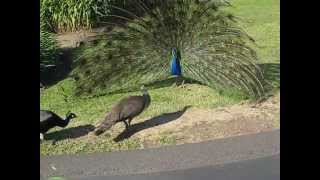 Peacock Mating 6 [upl. by Acinorehs]