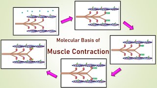 Molecular Basis of Muscle Contraction [upl. by Sheya748]