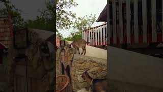 Hilarious Screaming Goats You Wont Stop Laughing [upl. by Asinla]