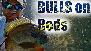 Bed Fishing Big Bluegills 2018 [upl. by Dyane]