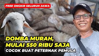 Review Harga Domba Murah Mulai 550 Ribu Saja Cocok Buat Pemula  AGROTV9 [upl. by Aicelaf]