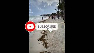 2024 Sargassum Monitoring® Official  Mexico  Playa del Carmen  Mahekal beach [upl. by Leroj125]