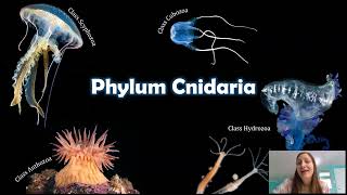 Phylum Cnidaria The Things that Sting [upl. by Naasah205]