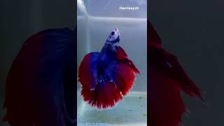 Betta Fish  Home Aquarium  Siamese fighting fish shorts [upl. by Nerti]